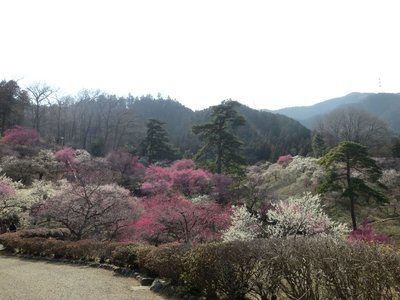 🌸 요시노 매화 공원 (요시노바이고 우메노코엔) 이미지 2